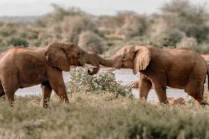 The Elephant Customer