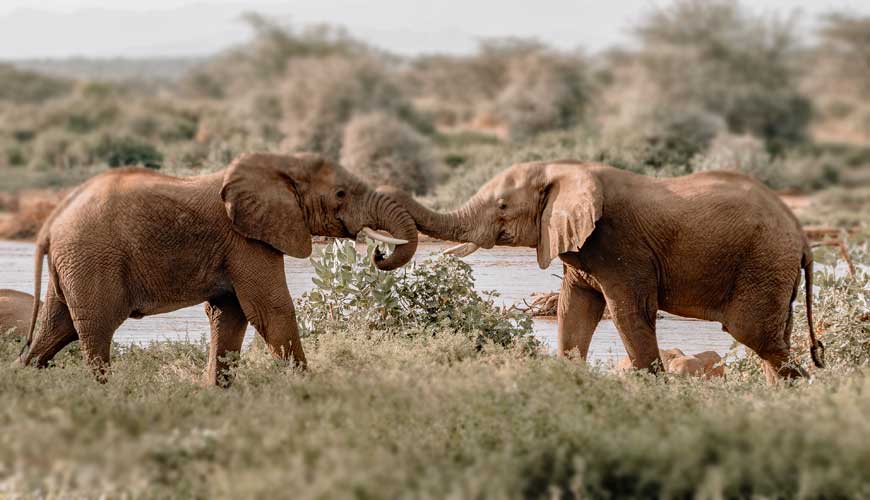 The Elephant Customer